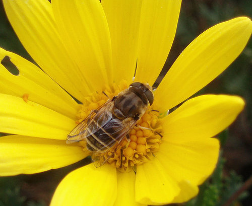 Most animals that visit flowers do not end up pollinating them; only certain insects (primarily bees) actually transfer pollen from the male stamens to the female pistils of flowers (Nature’s Best Hope, n.d.).
