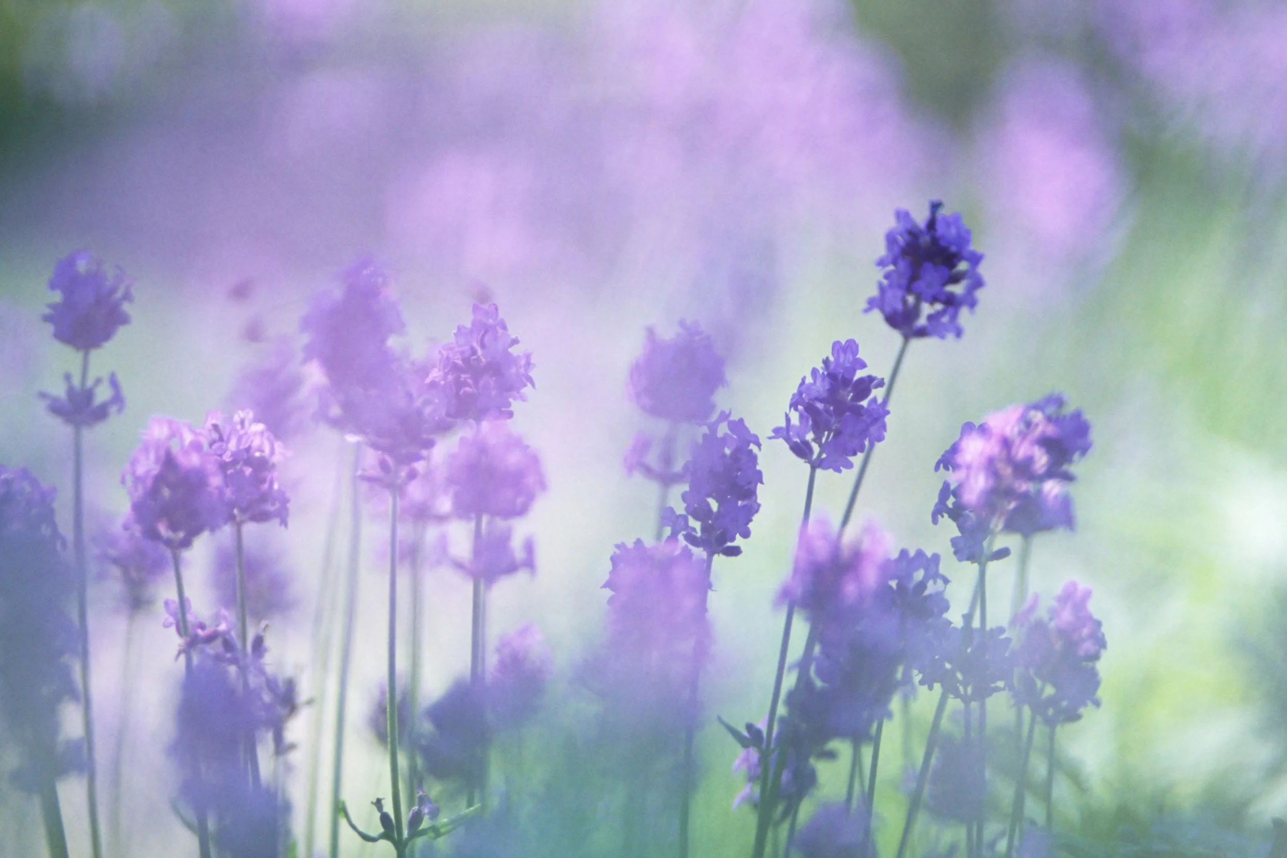 colchester-acupuncture-intro-header.jpg