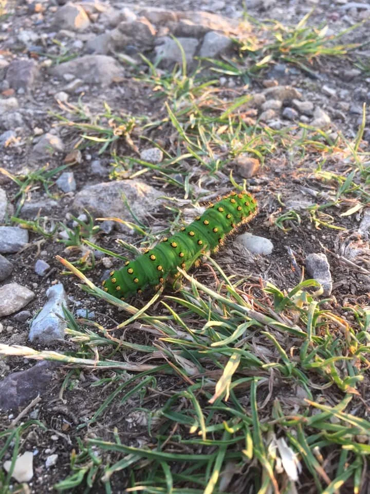 What do caterpillars know?