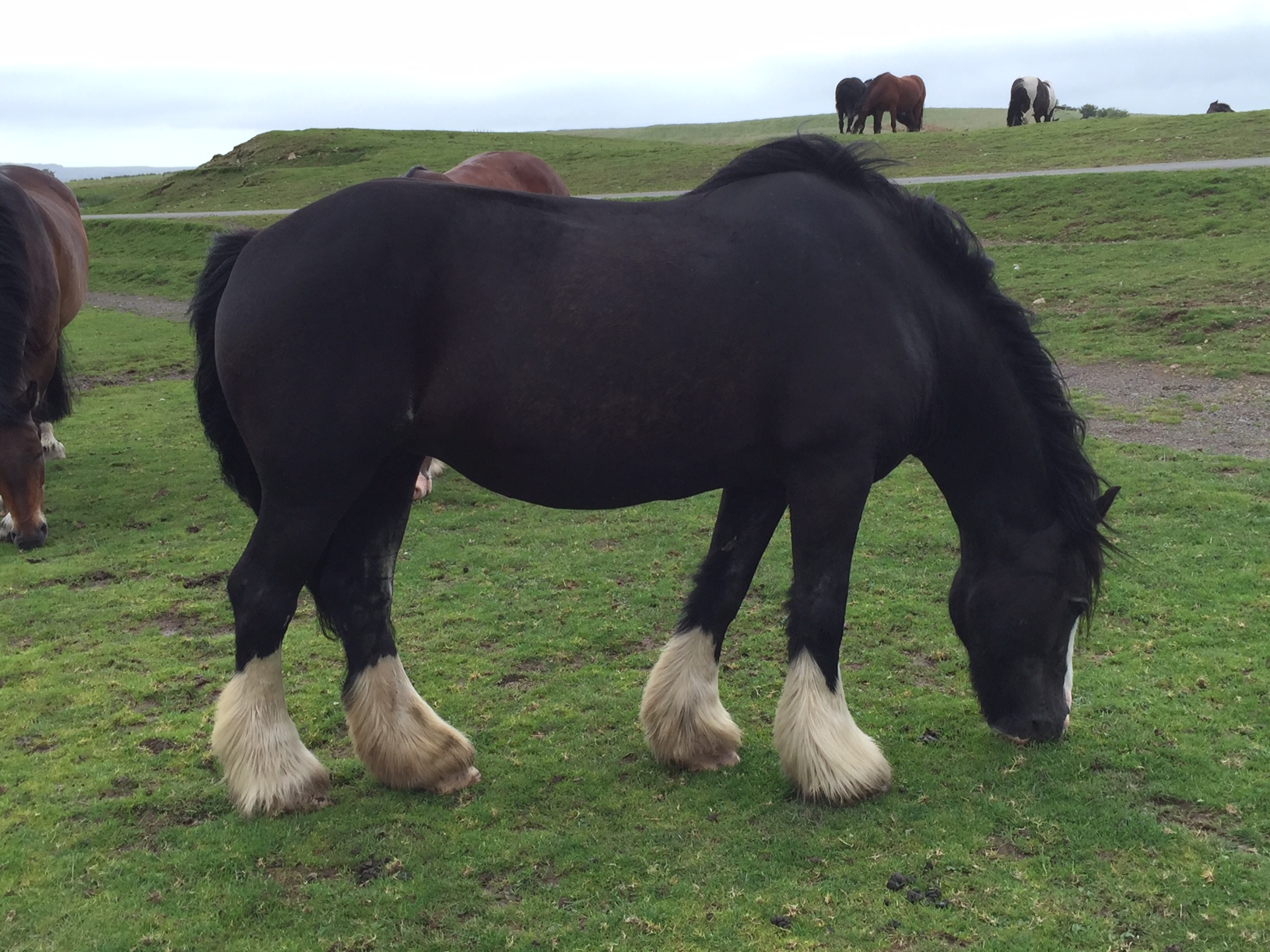 A shire horse