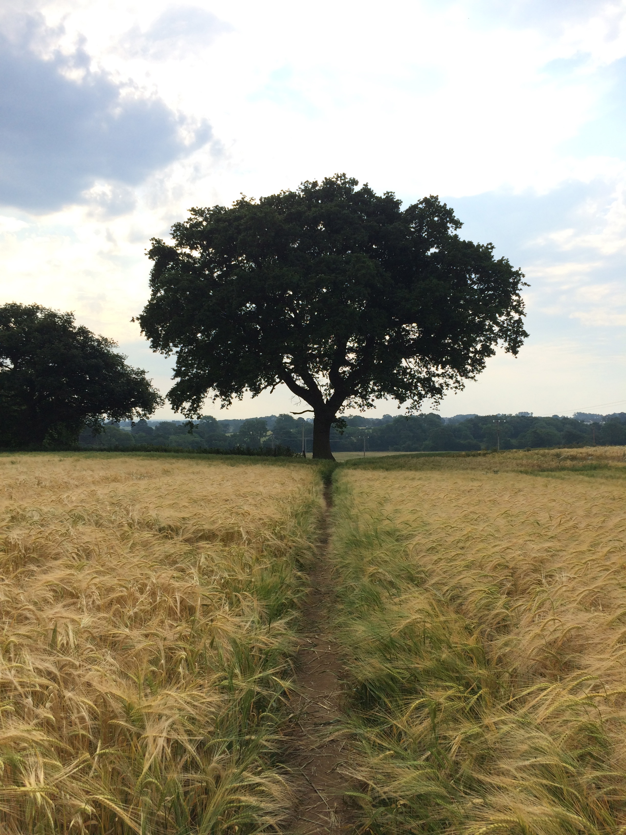 Wheat fields en route