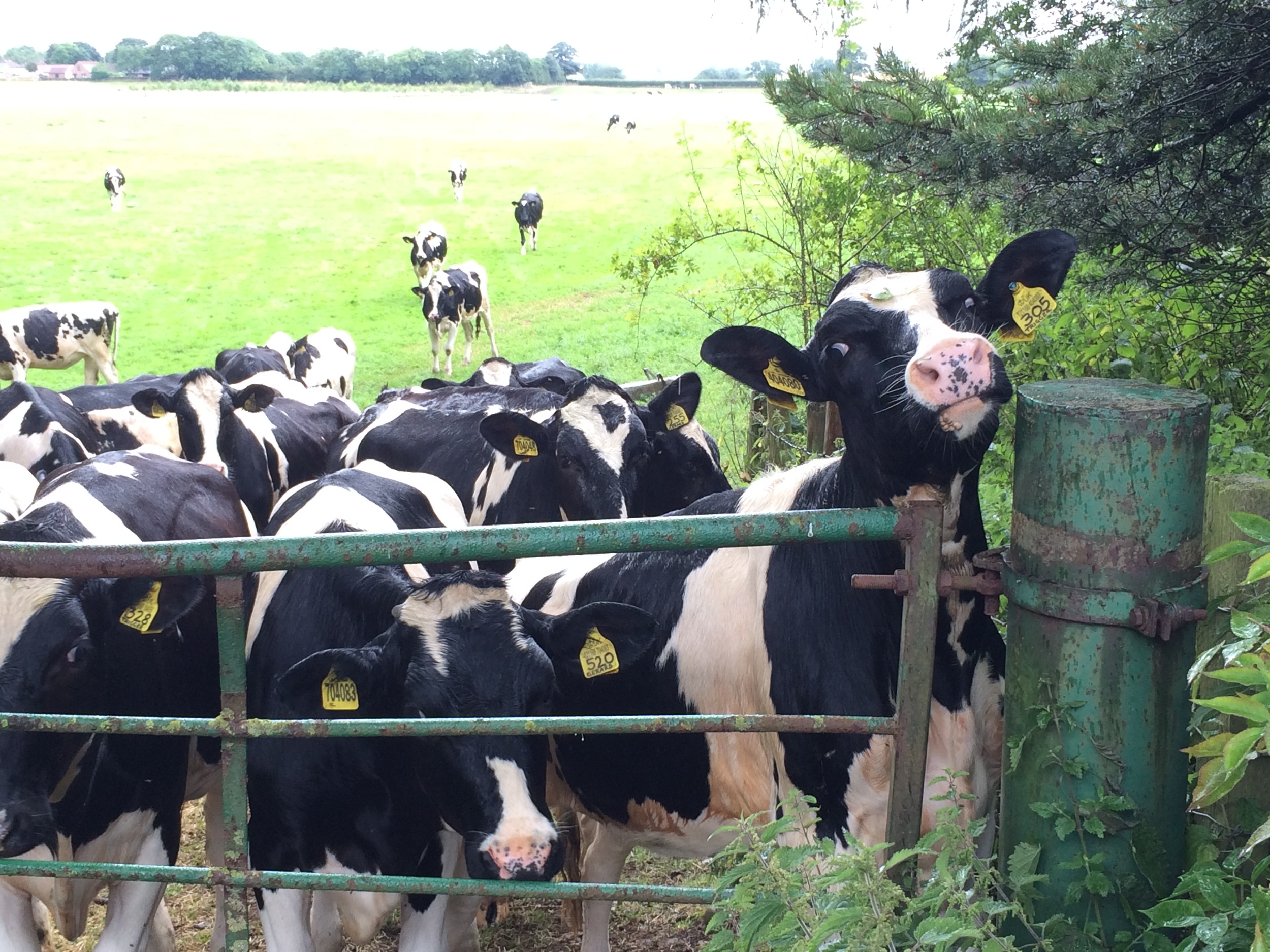 Cows at the gate on the way to Ingleby Arncliffe