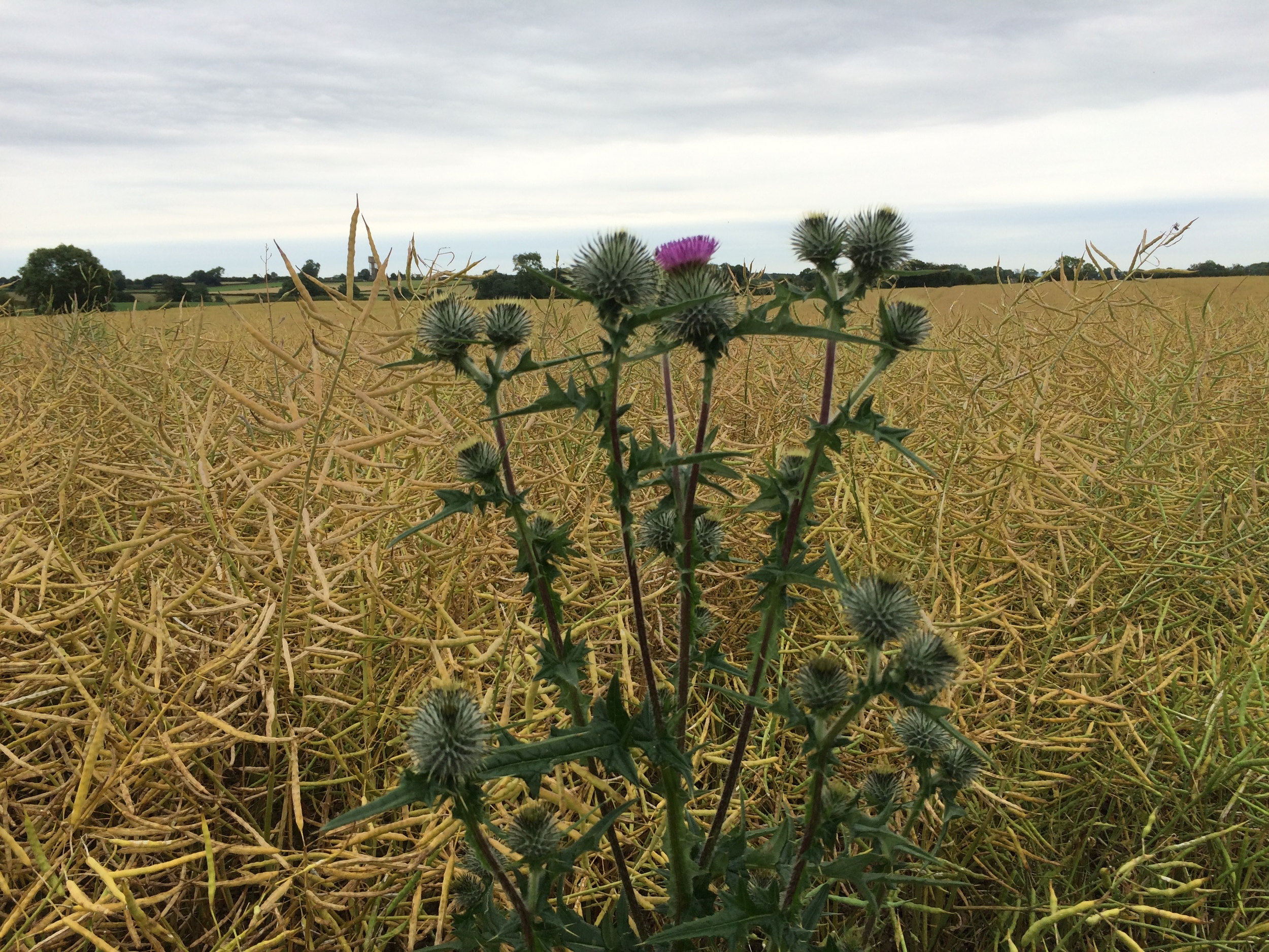 What crop is this?
