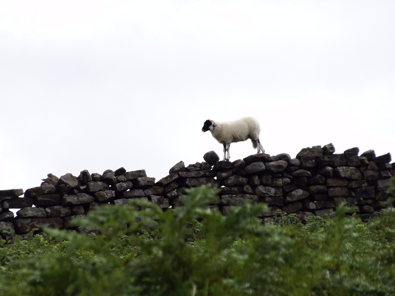 A sheep on the Moor