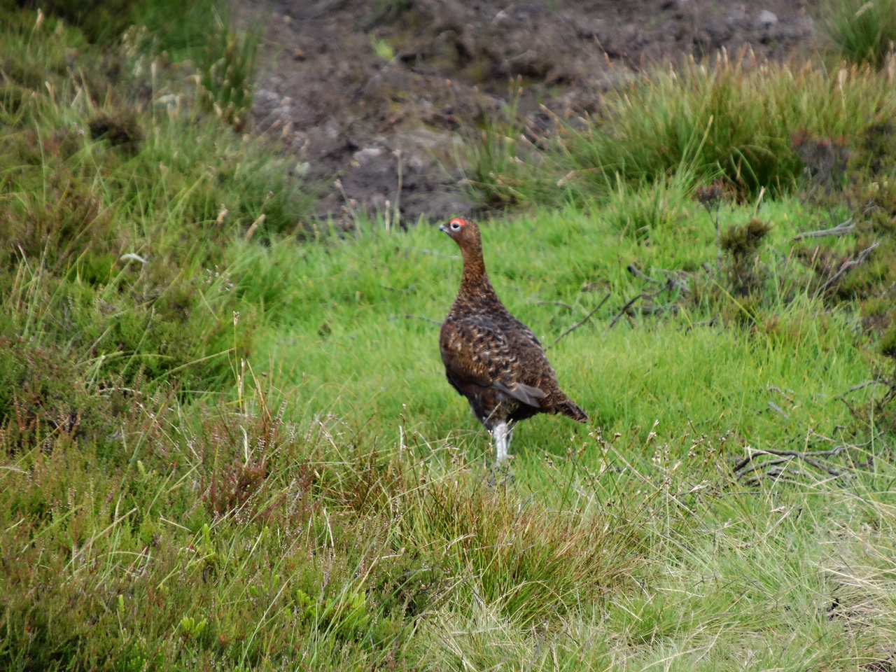 The Famous Grouse
