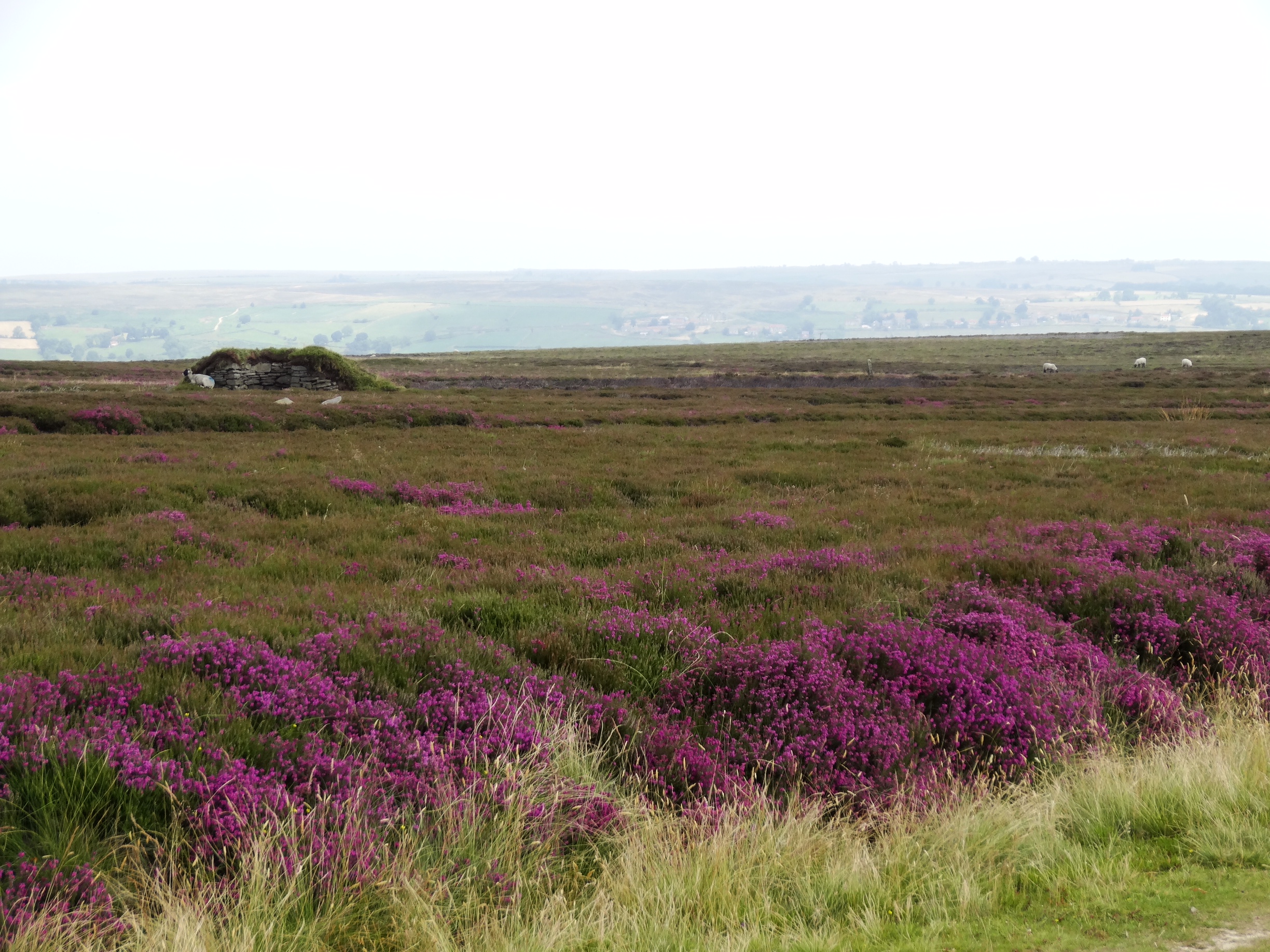 Heather, and a Butt, on the North York Moor
