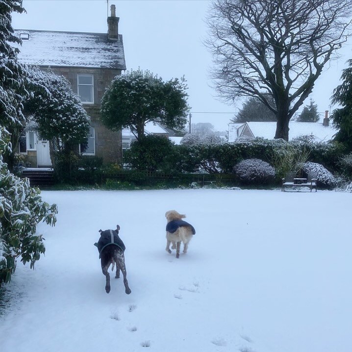 💙 Snow at my aunt and uncle&rsquo;s farmhouse in Scotland 🏴󠁧󠁢󠁳󠁣󠁴󠁿 isn&rsquo;t uncommon in winter, but this photo was taken yesterday - in spring. Not that the dogs seemed to mind 💙 #shelterfromthestorm