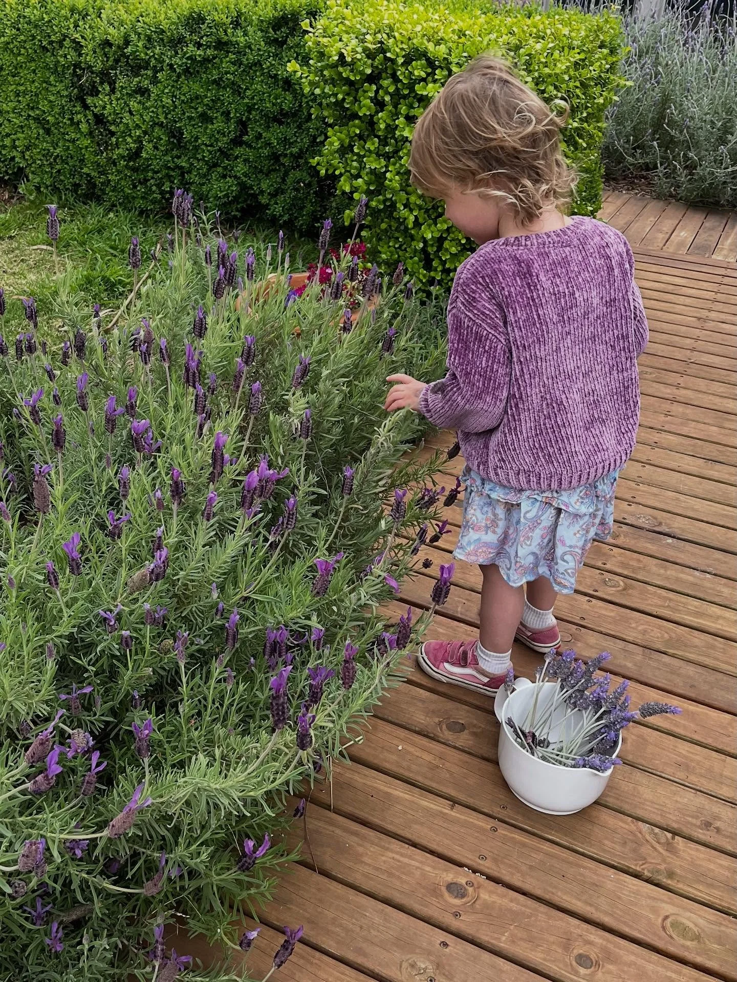 Lavender in my garden &hellip; #outoftheblue