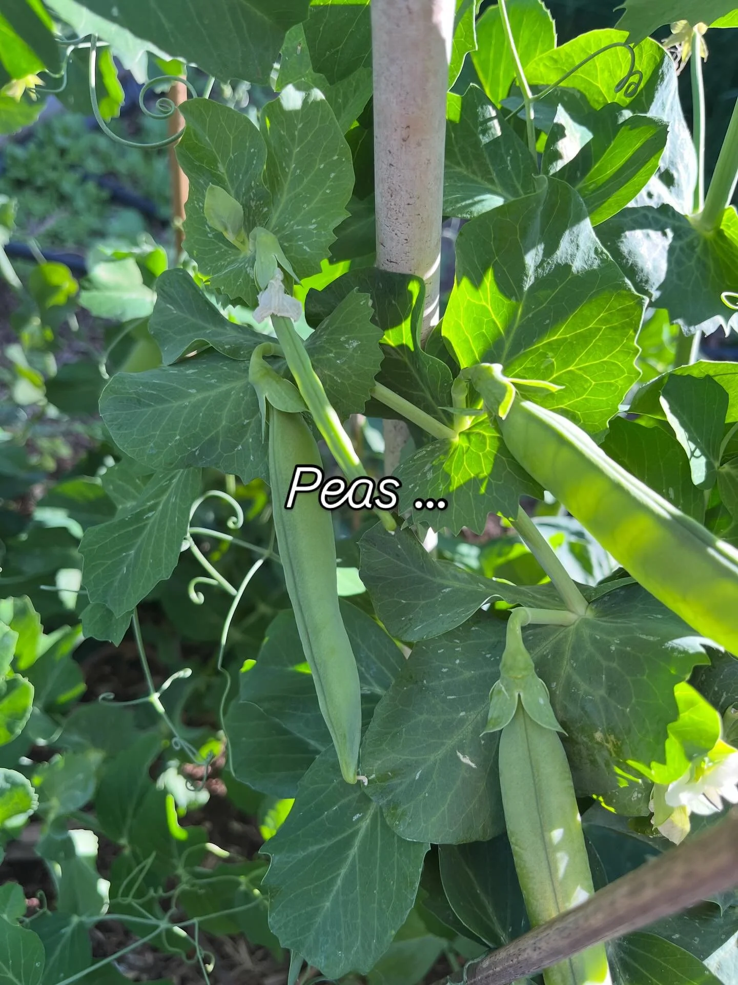 I love peas and they&rsquo;re easy to grow but they take a while to shell. As to the recipe, add rice, vegetable stock, whatever other greenery you find in the veggie patch, salt and pepper and dinner is sorted. #shellingpeas #outoftheblue #procrasti