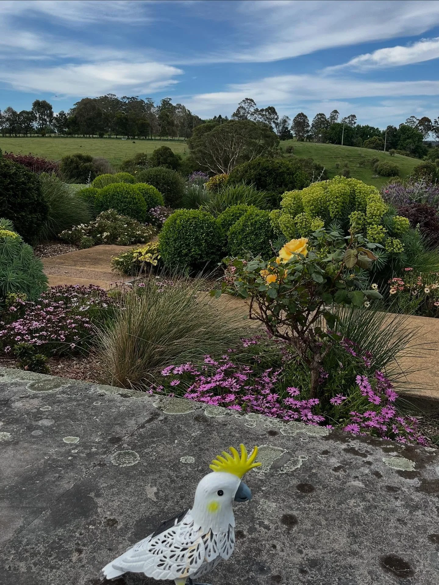 We&rsquo;re lucky to have flocks of cockatoos that call our place home (not so lucky for the cumquats this year &hellip;.). Gavin is not real, but he has a solar panel on his back which lights up at night and I find myself looking out for him when I 