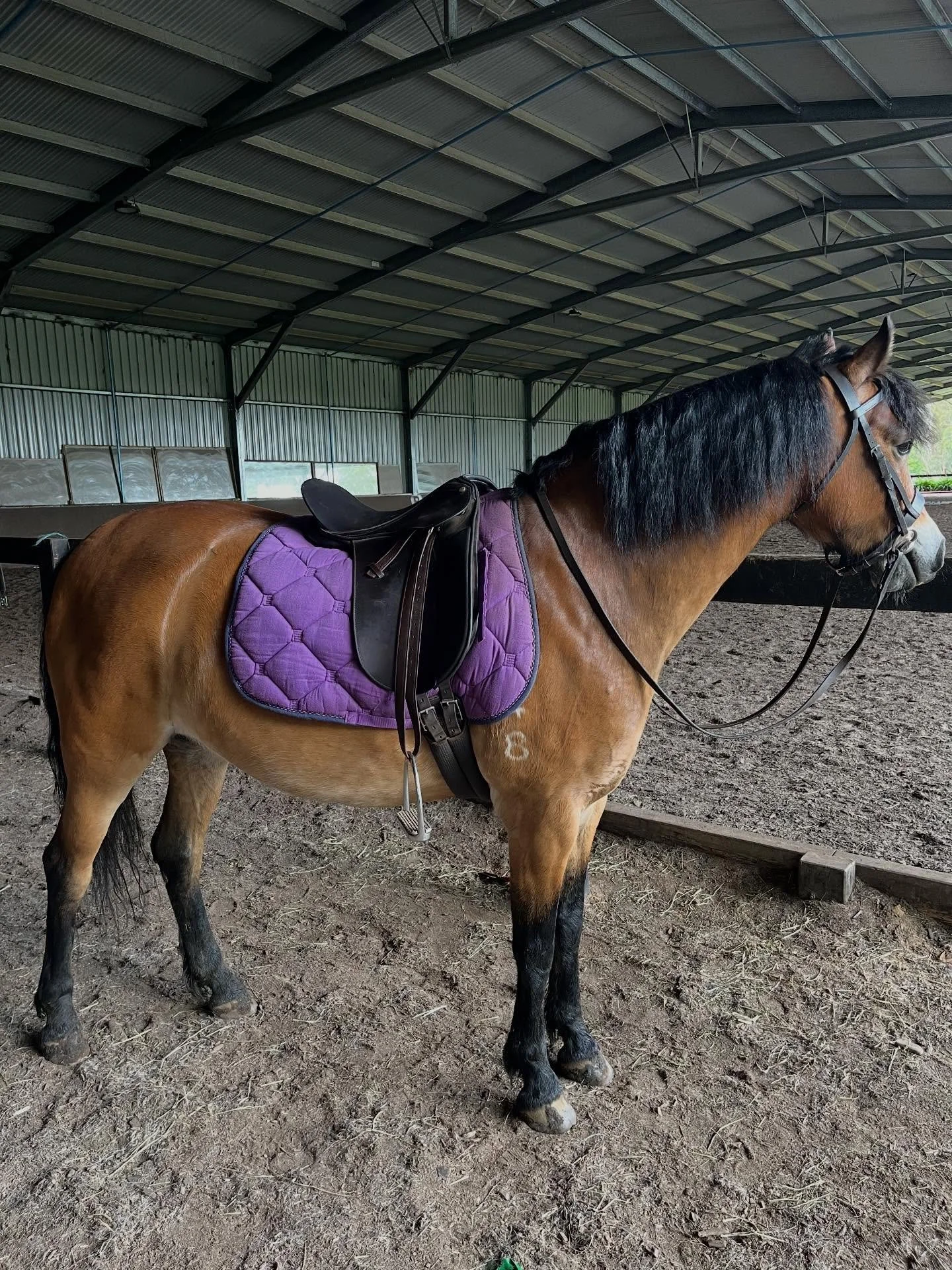 Love my Noddy 💕 Every ride is challenge, strength (physical and intellectual), beautiful memories about riding in my youth, laughter and fun all rolled into one 🐎 #backinthesaddle