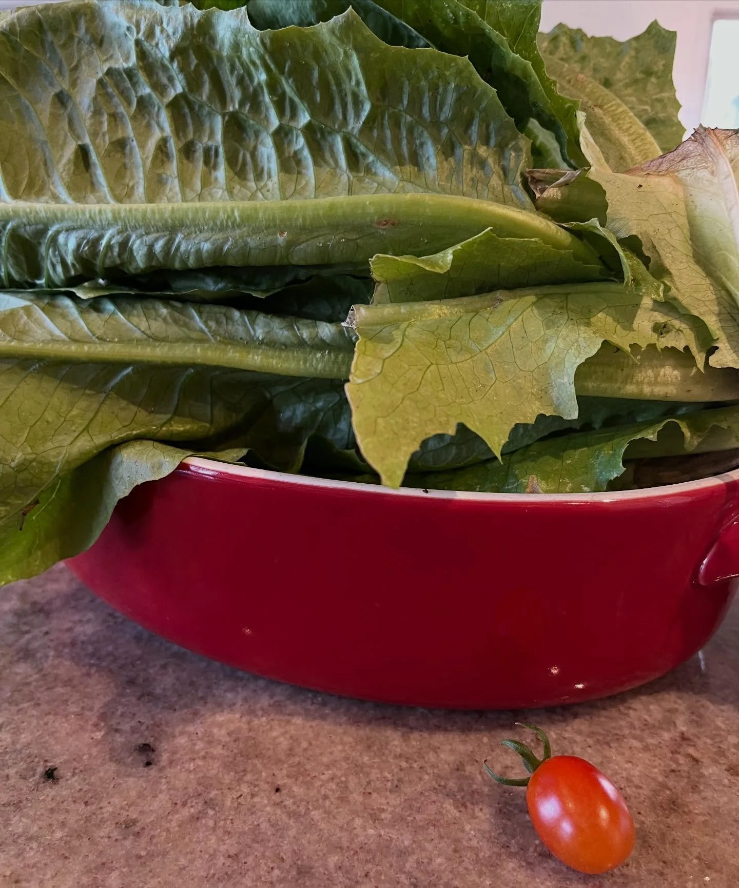 Lots of lettuce 🥬 but not too many tomatoes 🍅 yet. Lucky I like lettuce &hellip;.