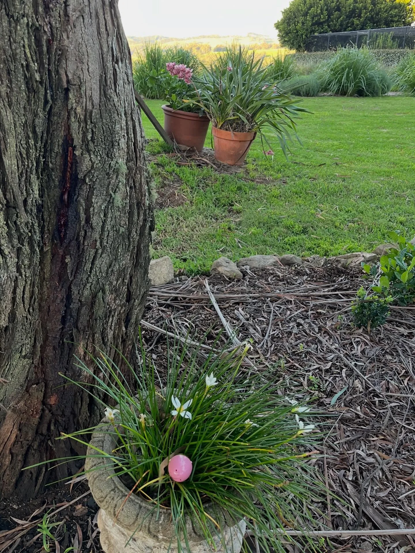 When you&rsquo;re weeding the garden and find an egg the grandchildren didn&rsquo;t find last week, it&rsquo;s an Easter miracle 💕 #outoftheblue