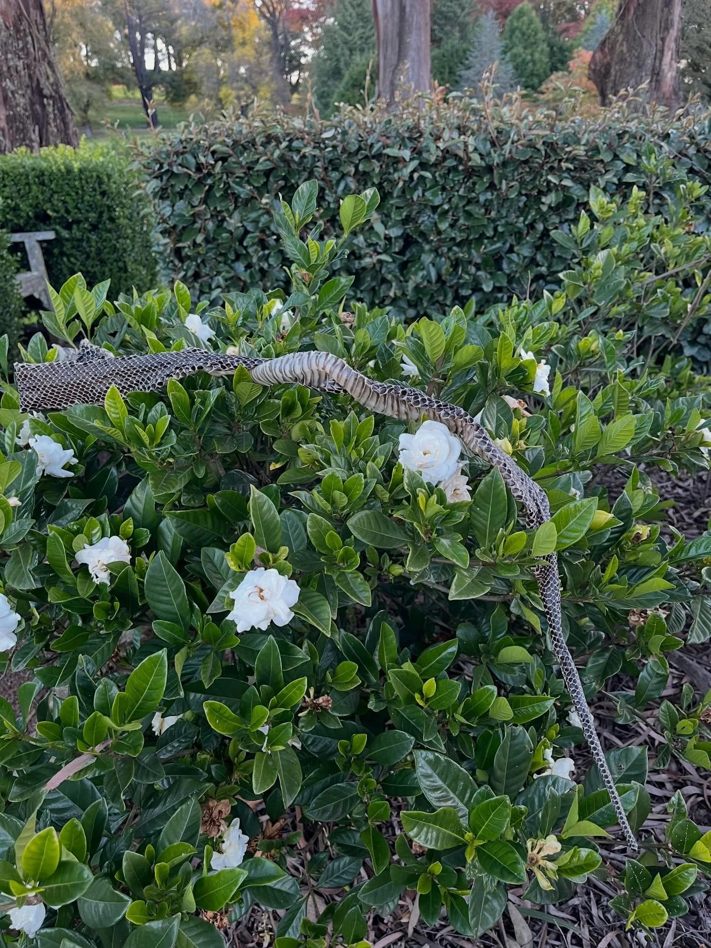 On the bright side, I didn&rsquo;t see the snake and only the skin. Also (sorry, snake) the close up reminded me of snakeskin shoes (not that I've actually ever
 had snakeskin shoes ...)