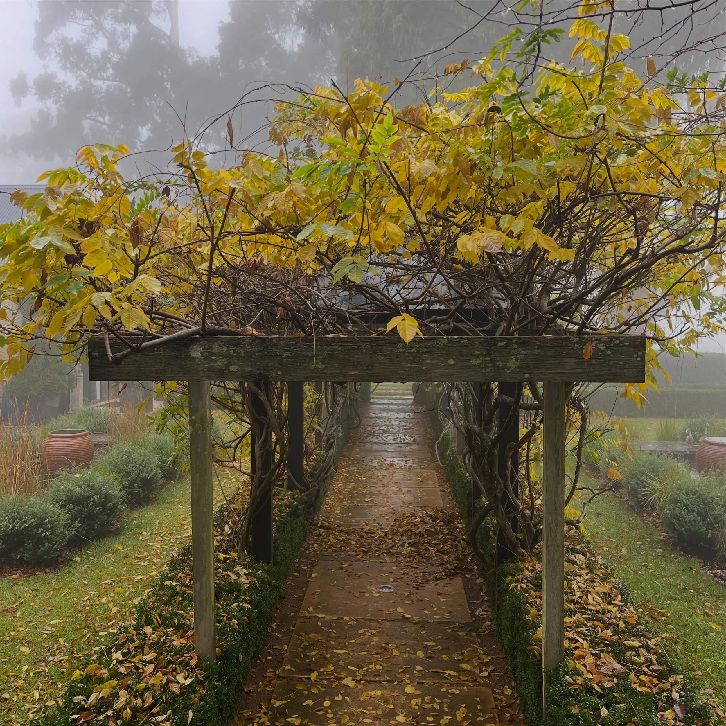 Wisteria in winter &hellip;