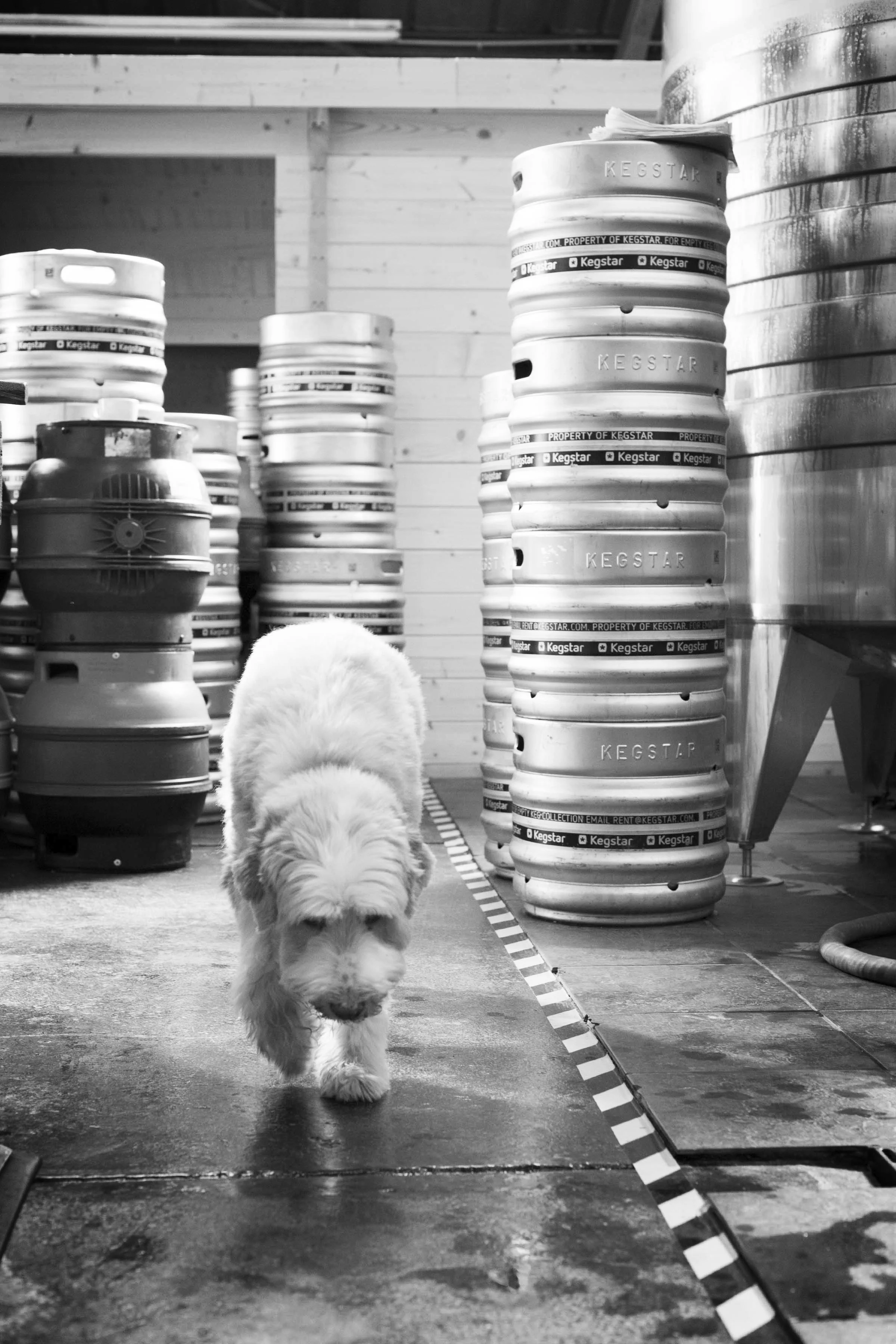 New Bristol Brewery - closing party.jpg