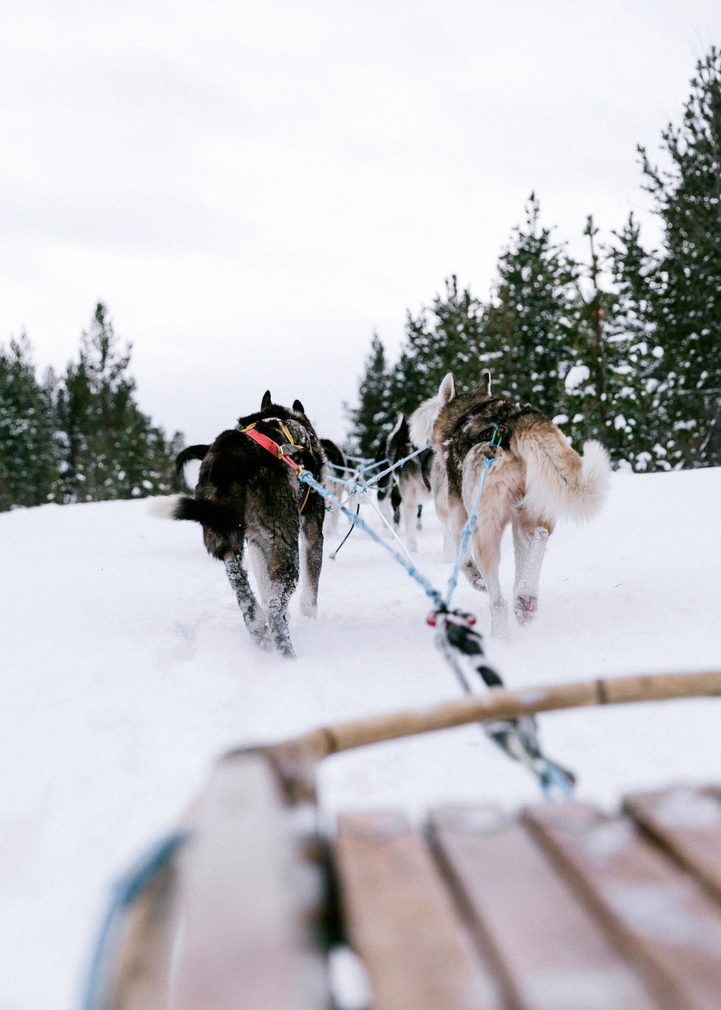 Husky Dog Sled-32.jpg