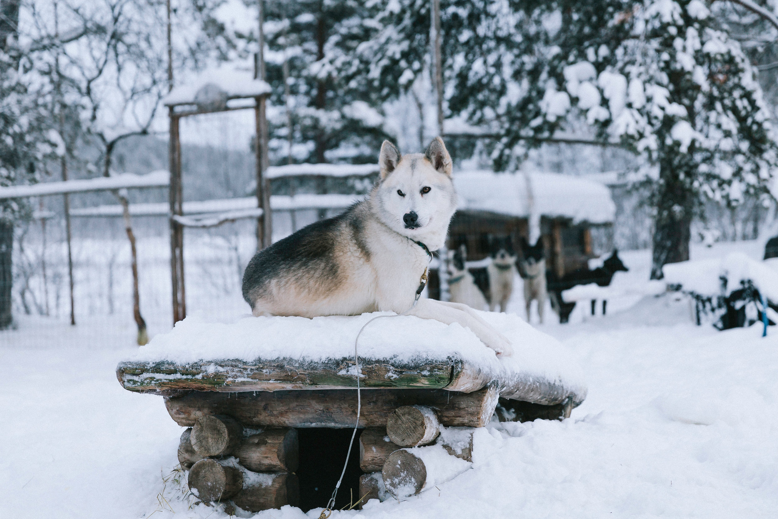 Tinja & Alex Husy Farm-6.jpg