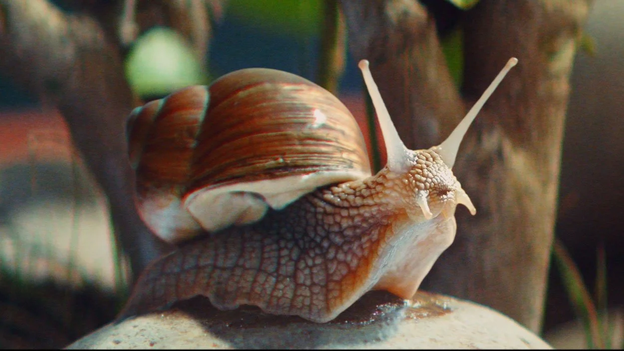 RSP_Snail_GRA_24_03_24.2235 copy.jpg