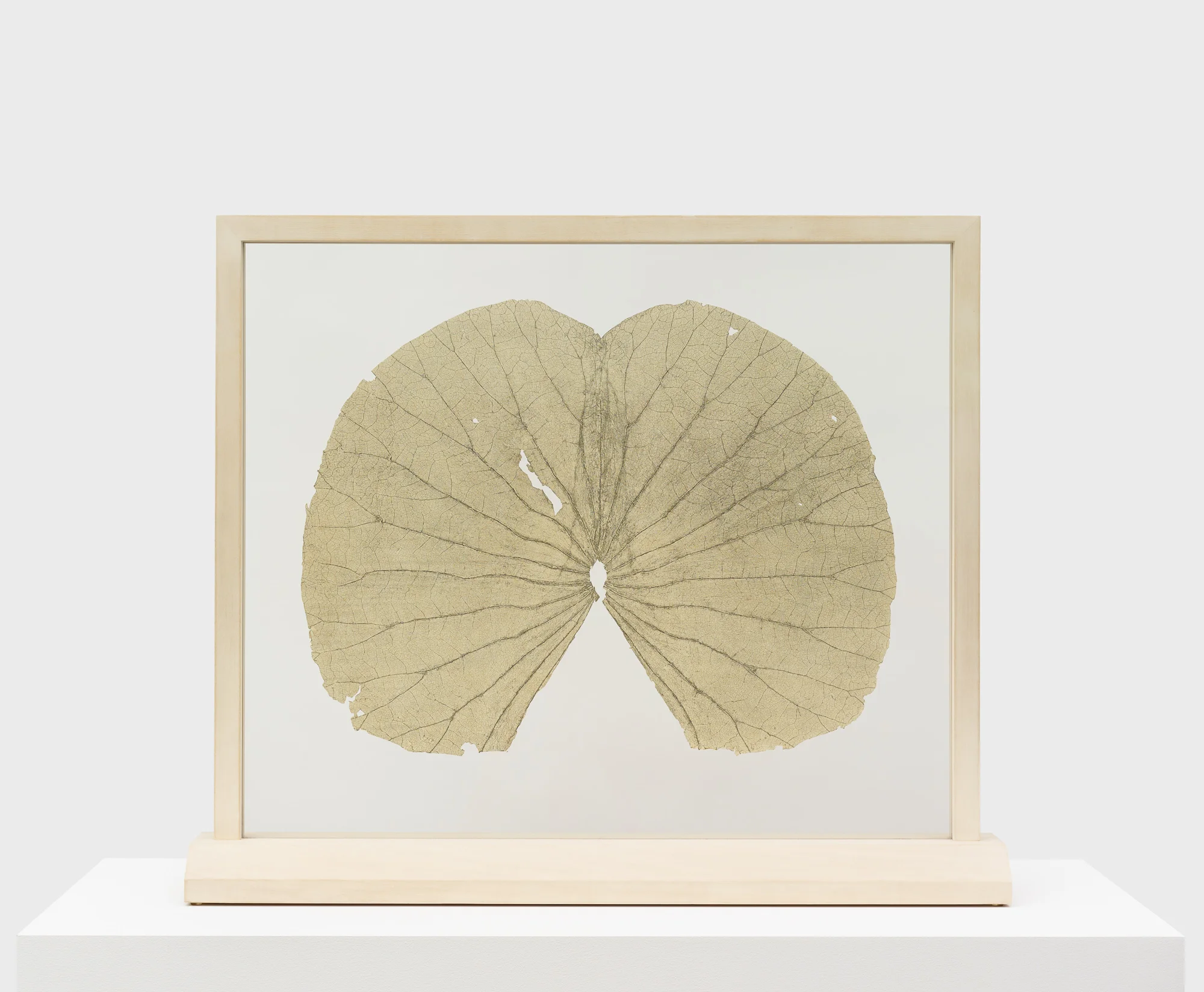 Gabriel Orozco – Lotus Leaves (Full Leaf)