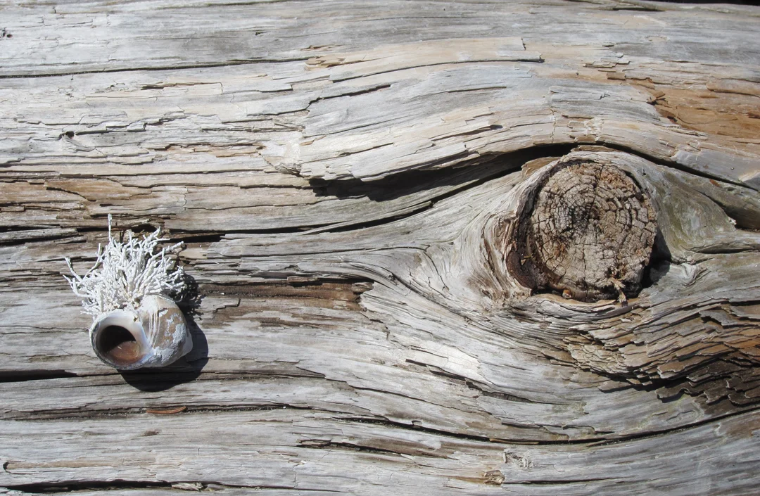  MAINE DRIFTWOOD 