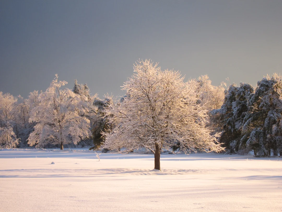 icy tree.jpg