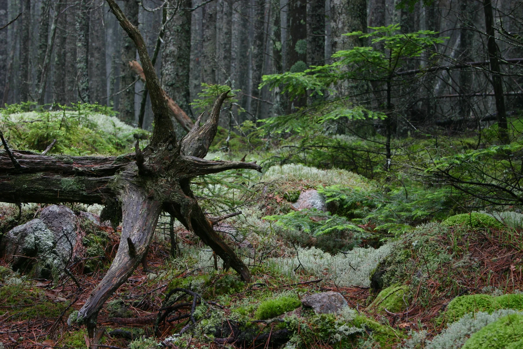 ACADIA.jpg