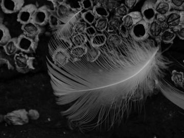 feather.jpg