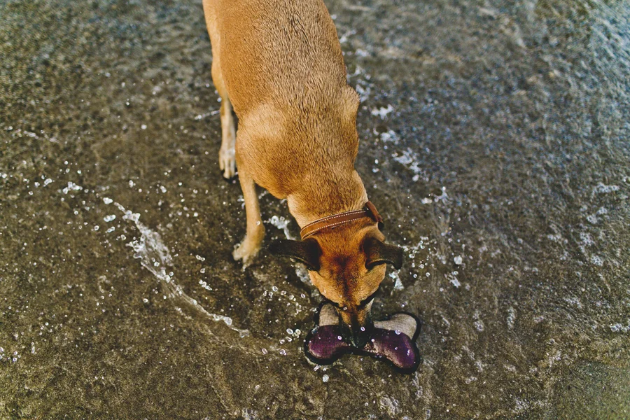 Chicago Engagement Photography Session_Zoo_Lakefront_TA_54.JPG