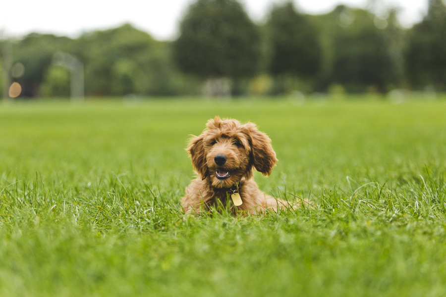 Chicago Family Dog Photography Session_Humboldt Park_B_03.JPG