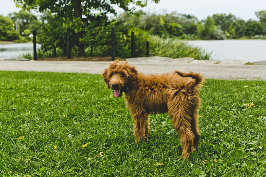 Chicago Family Dog Photography Session_Humboldt Park_B_07.JPG