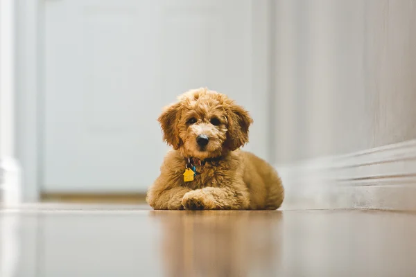 In 2014, this little rascal entered our lives: Murphy. As you might guess, he's impossible to get mad at.