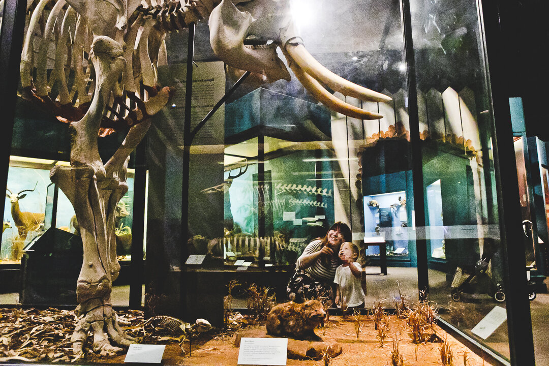 Chicago Family Photographers_Field Museum_JPP Studios_S_32.JPG