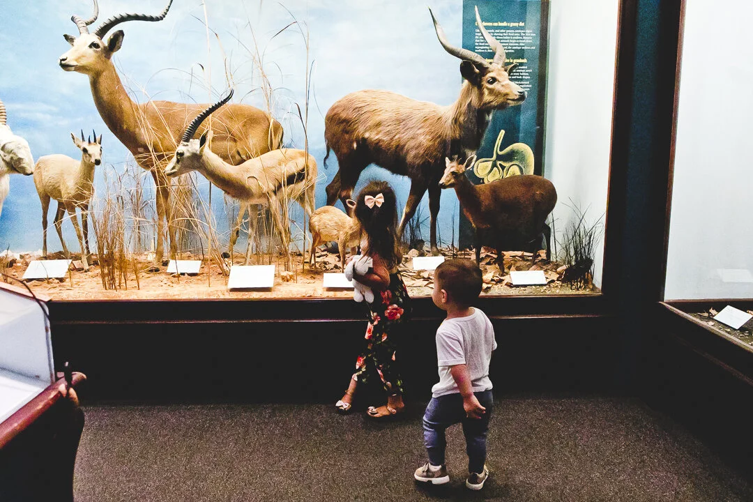 Chicago Family Photographers_Field Museum_JPP Studios_S_34.JPG