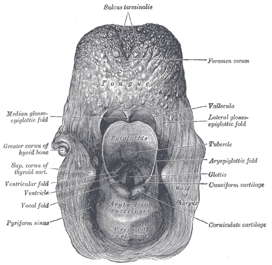 Larnyx diagram B*.gif