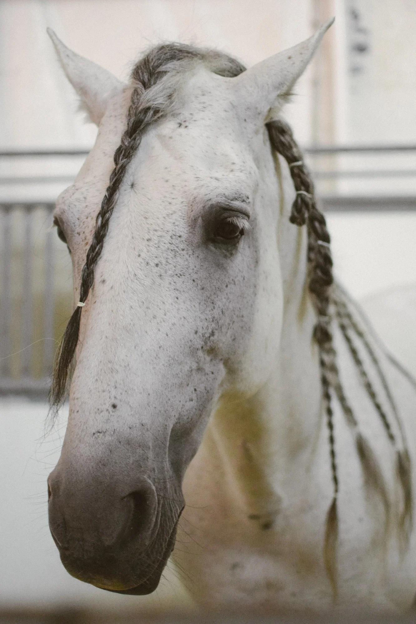 It Was All A Dream at Odysseo by Cavalia