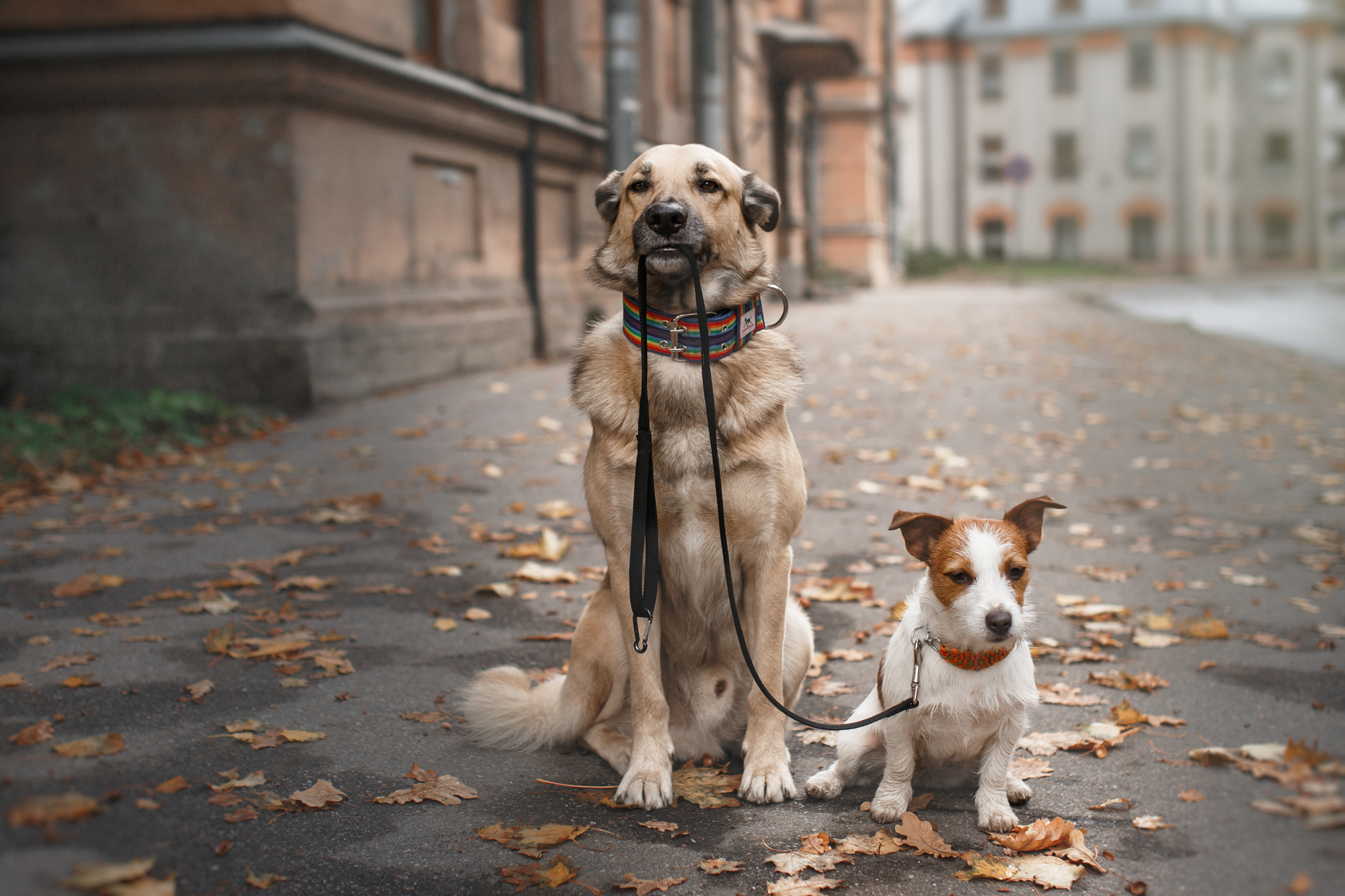 dog-holding-dog-and-leash.png
