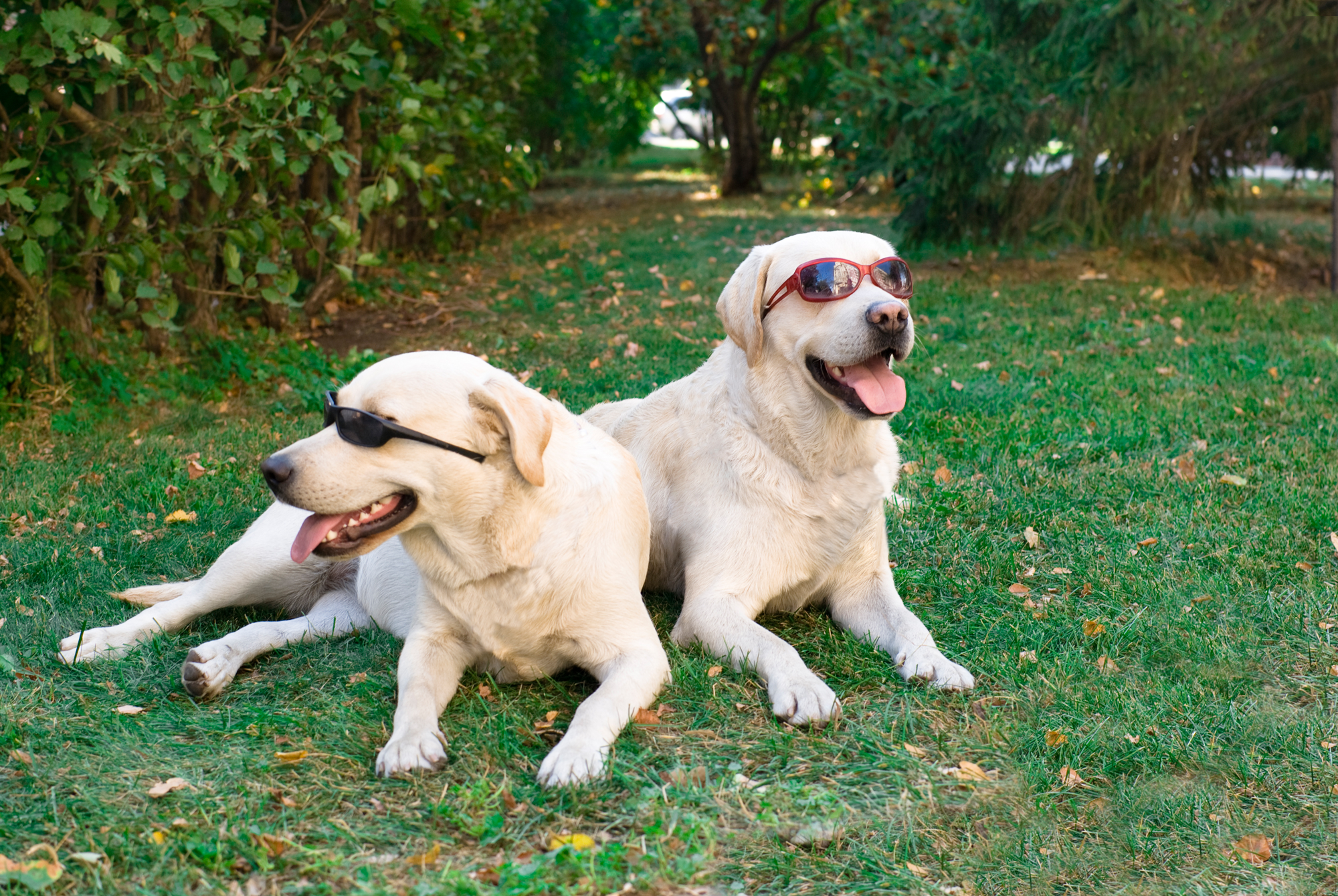 dogs-w-shades.png