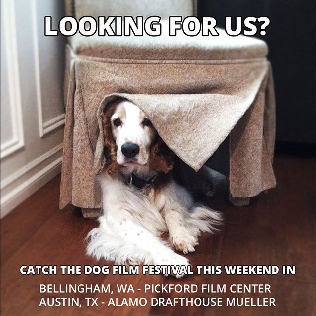 No, we're not hiding. You can catch the Dog Film Festival this Saturday at the Pickford Film Center in Bellingham, WA and on Sunday at the Alamo Drafthouse Mueller in Austin, TX. Click the link in bio for details and tix.

#DogFilmFestival #dogsofwas