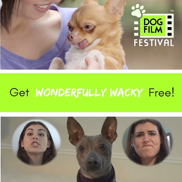 Want to watch The Dog Film Festival On Demand FREE? The first 25 people to tag 5 dog crazy friends in the comments will receive a code via DM for a free download of Wonderfully Wacky.

The Dog Film Festival is currently traveling the United States, v
