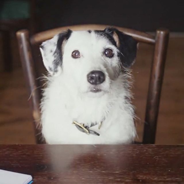 From Harvey and Harmony, one of the films in The Dog Film Festival. Want to see it? Click the link in our profile and check out our upcoming Destinations.

#DogFilmFestival #Harveyandharmony #cutestdogever #dogfilms