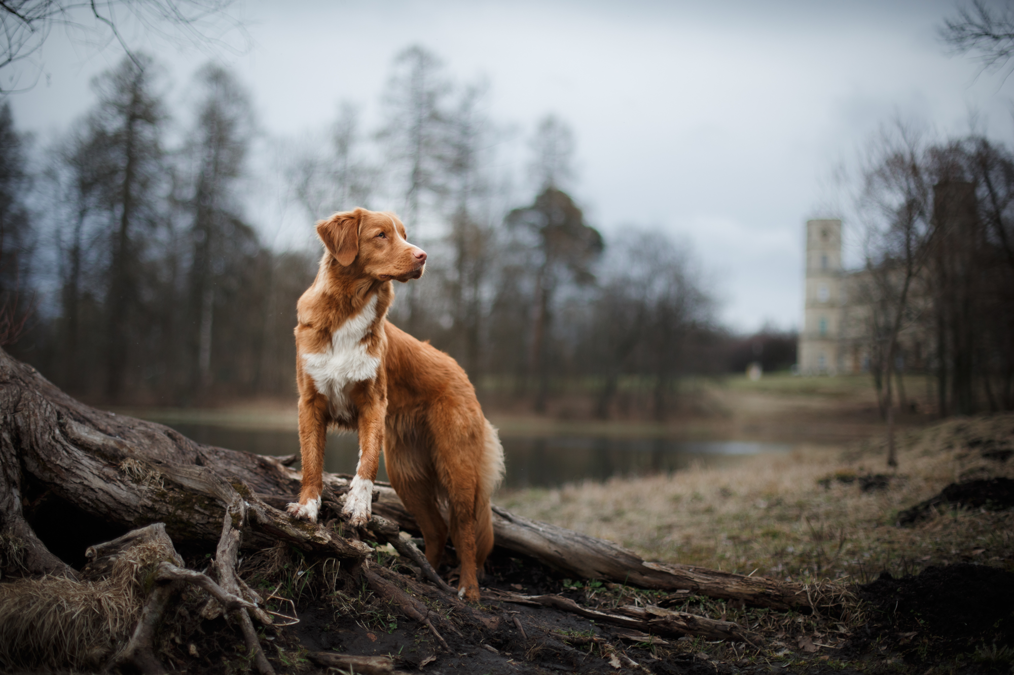 dog-on-ridge.png