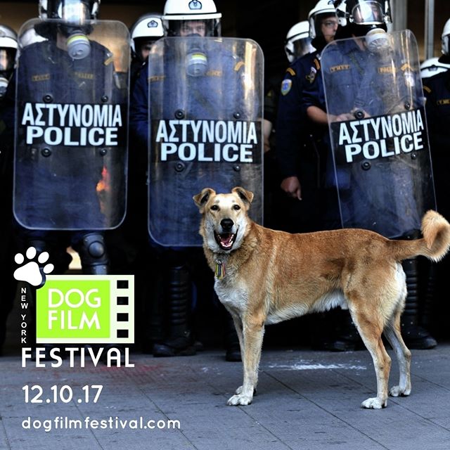 Meet Loukanikos who was at the front lines of the protest marches and became a heroic symbol of protest in Athens, Greece in Mary Zournazi&rsquo;s documentary, DOGS OF DEMOCRACY. See it as part of The Festival on December 10 in NYC. Info &amp; tix at