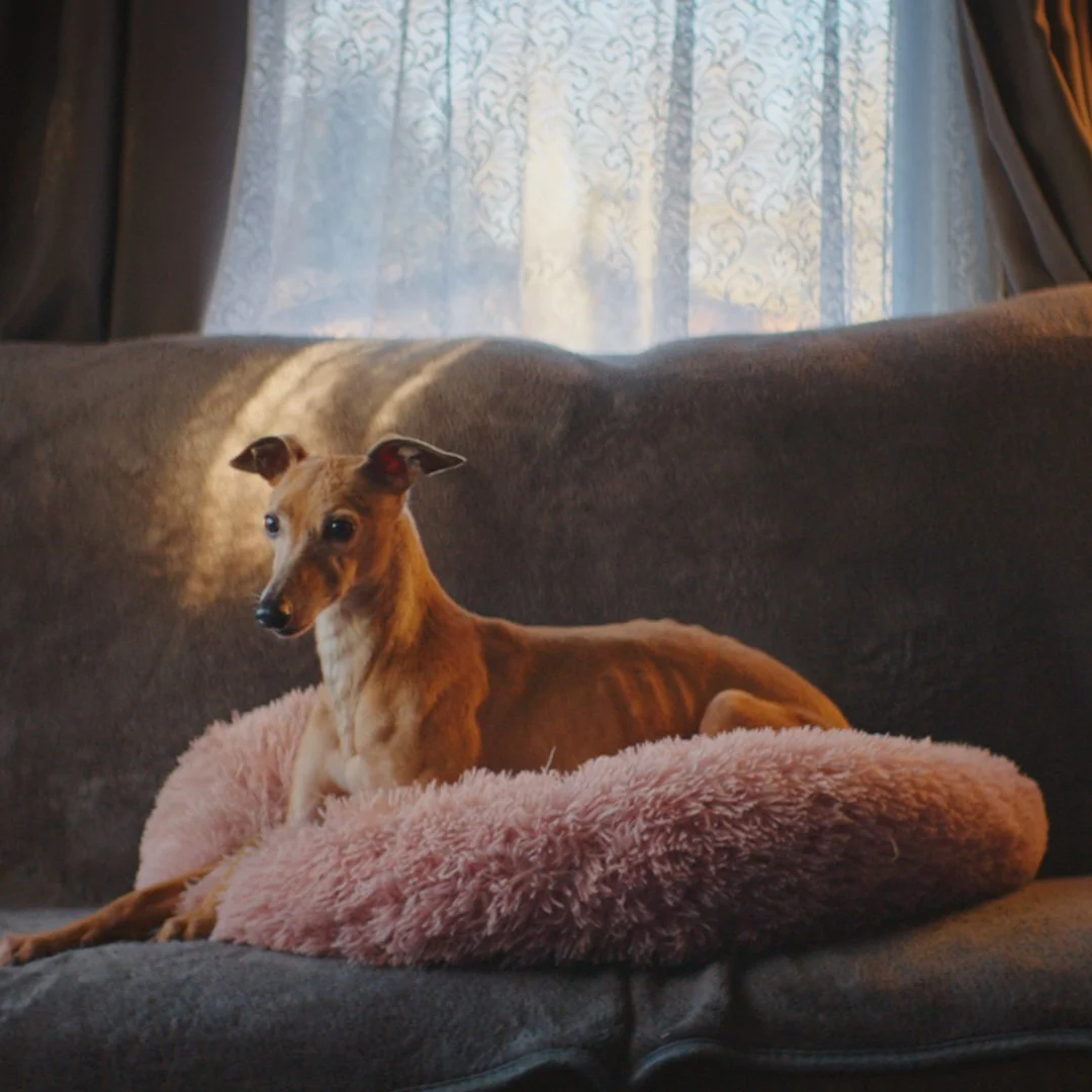 Jonny Maderson, the co-director of the charming documentary “Hustle & Run” in the NY Dog Film Festival, talks about the sport of Flyball as either “the F1 of dog sports or a posh game of fetch,” as his film follows a ragta