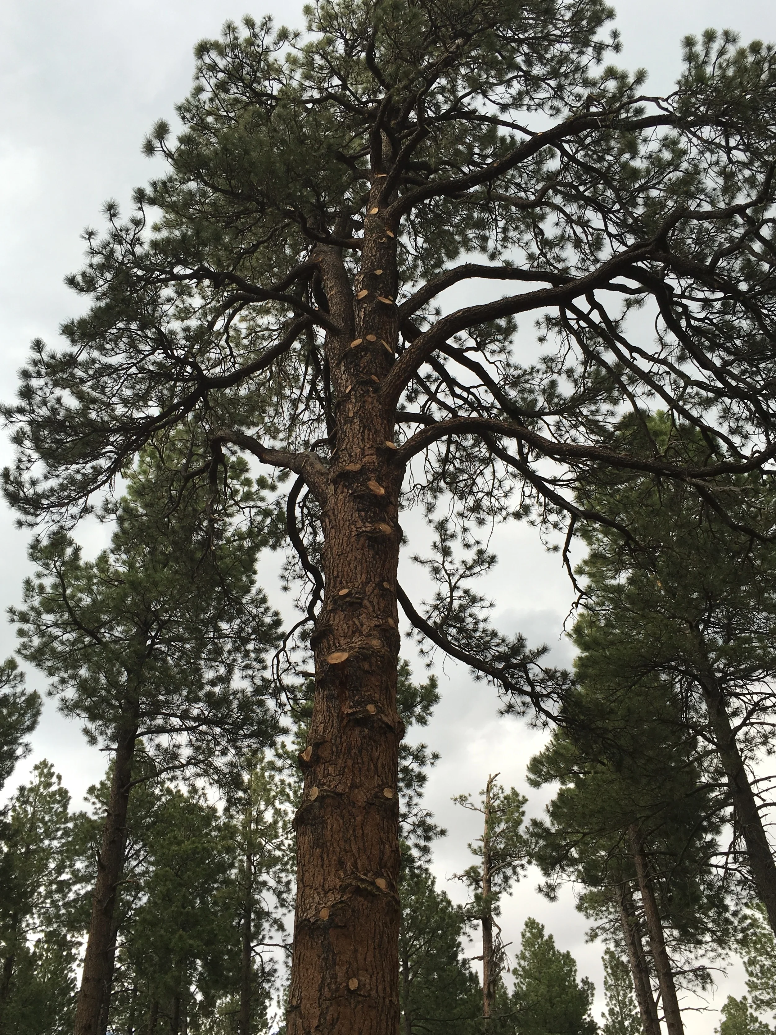 A 350-400 year old yello pine