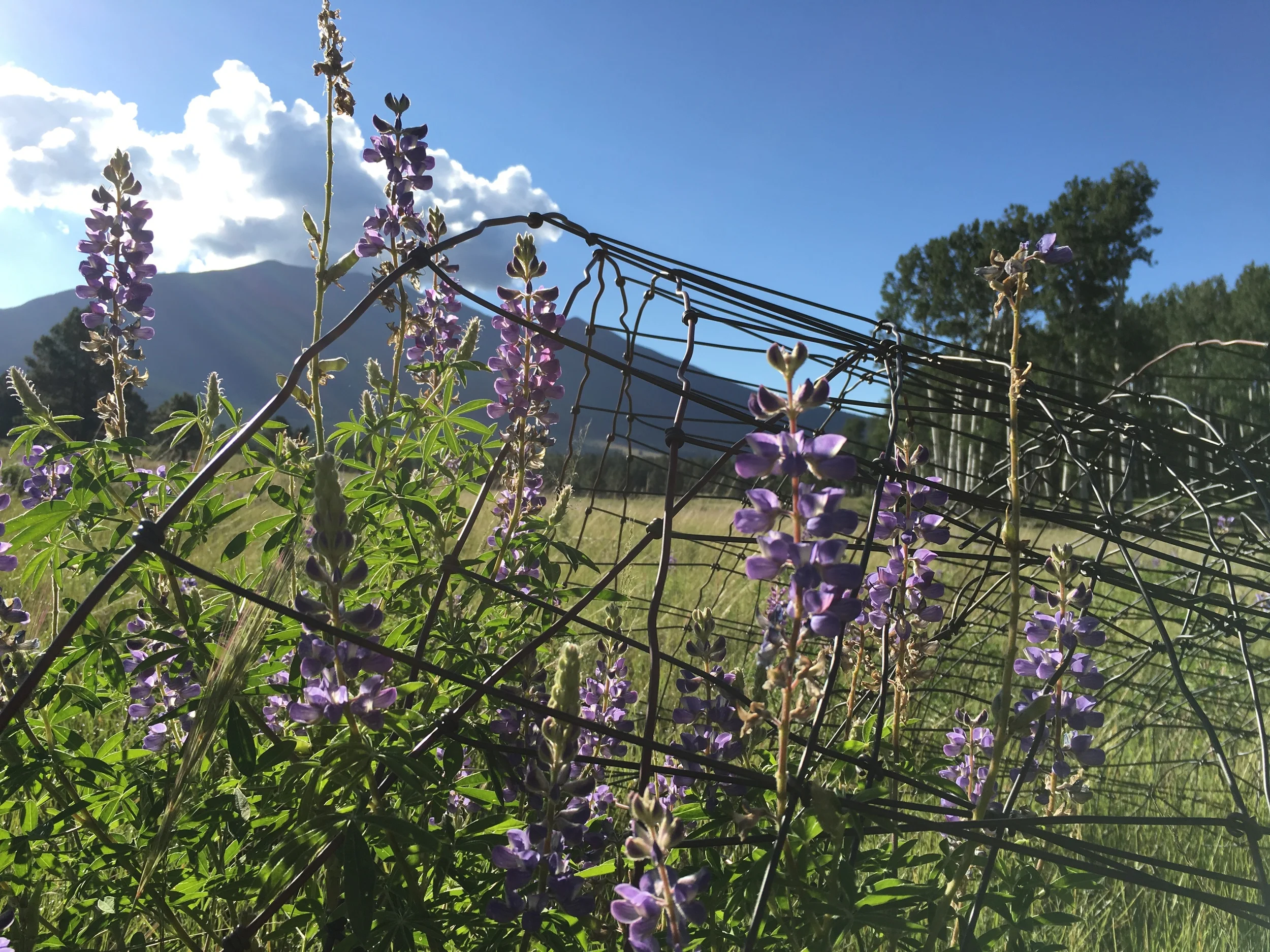 Old fencing, embedded in the earth