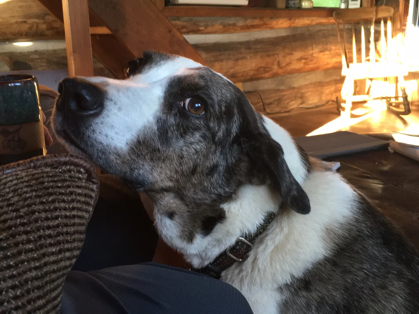 Sammy Boy loves Summit Ranch