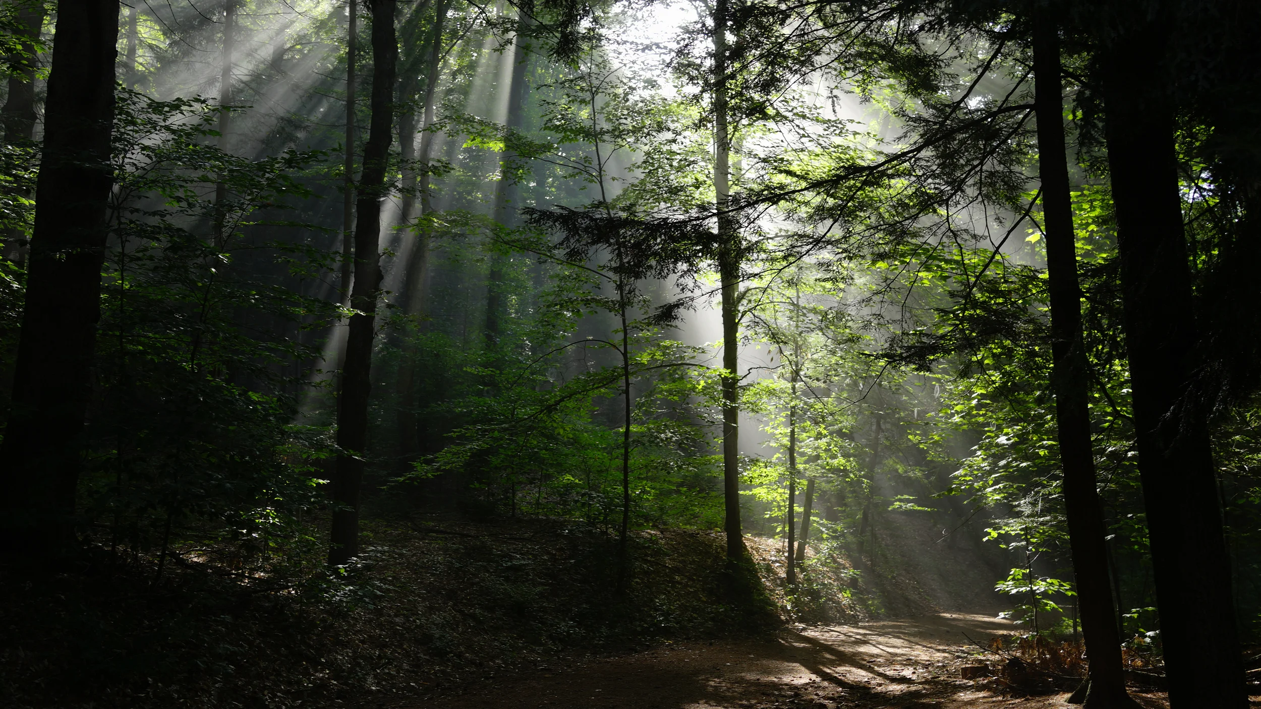 WiseGuide Coaching. %22Discover Your Path%22.jpeg