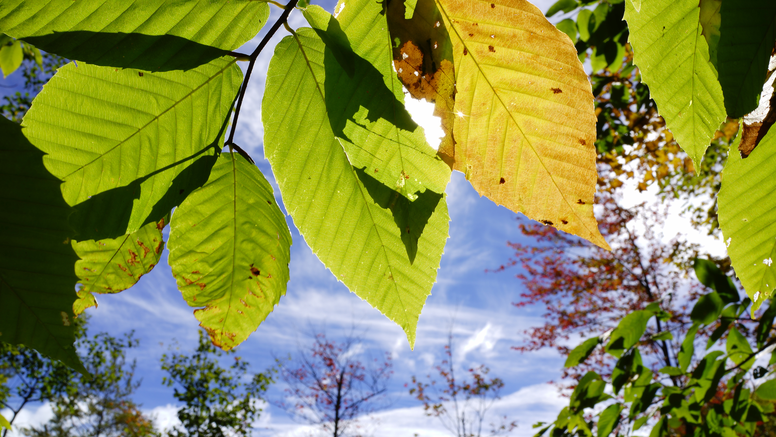 Why Coaching? Reveal Your Blue Sky