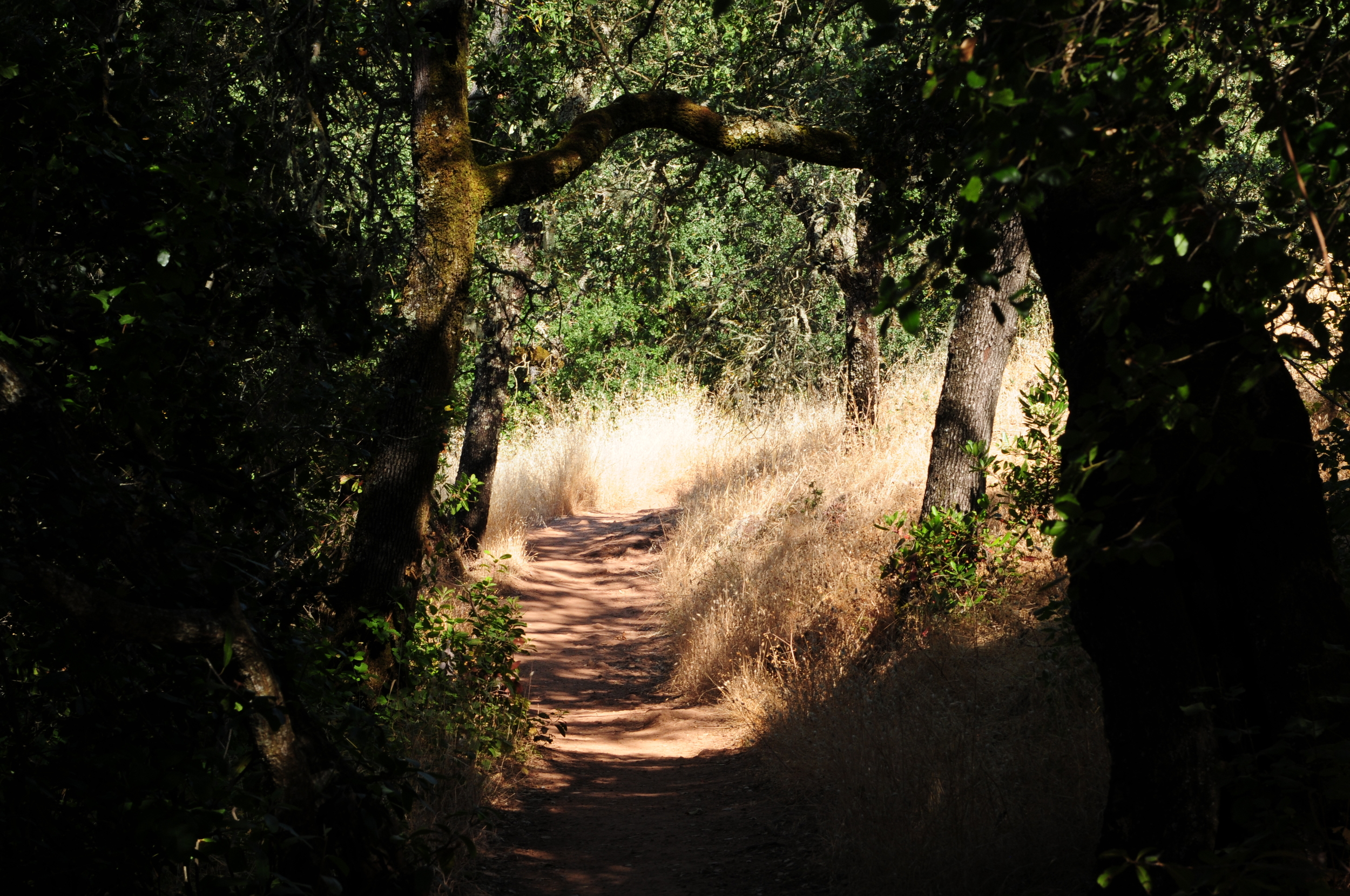 Seeking the Path to the Light Wise Guide Coaching.JPG